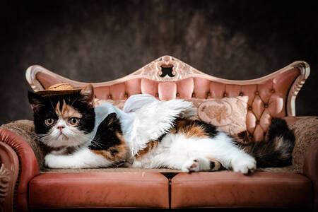 Katt i soffan