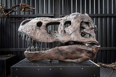 Cranio di tirannosauro rex