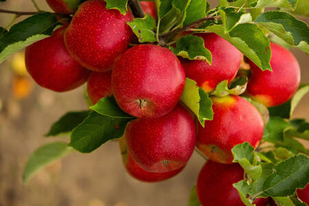 Manzanas en una rama