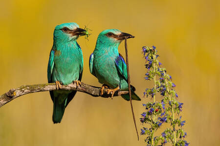 Uccelli color smeraldo