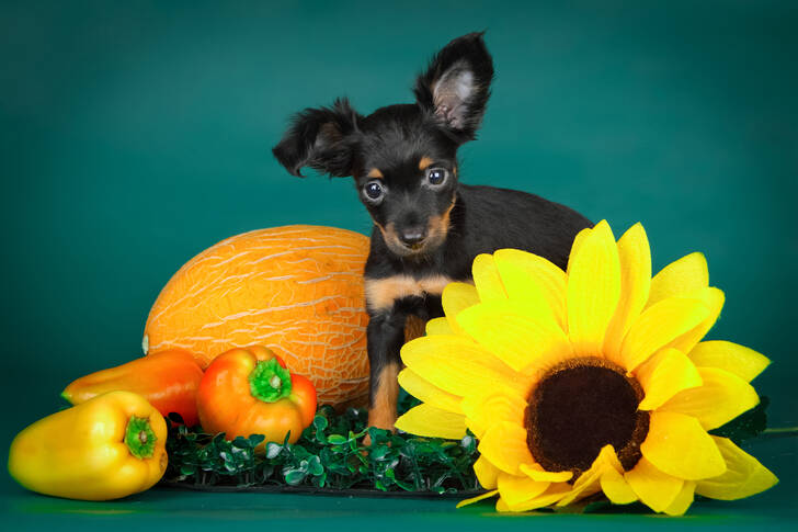 Puppy with vegetables and sunflower