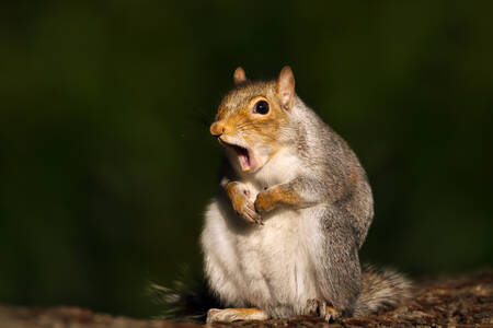 Carolina squirrel