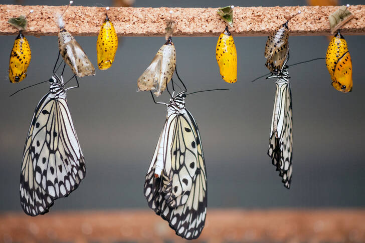 Butterflies and cocoons