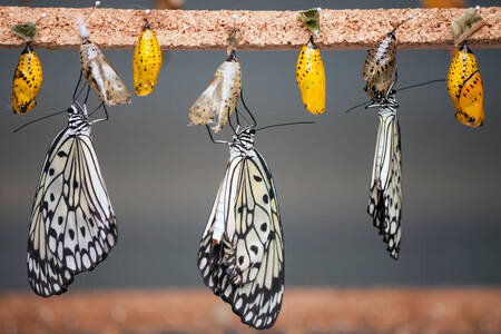 Mariposas y capullos