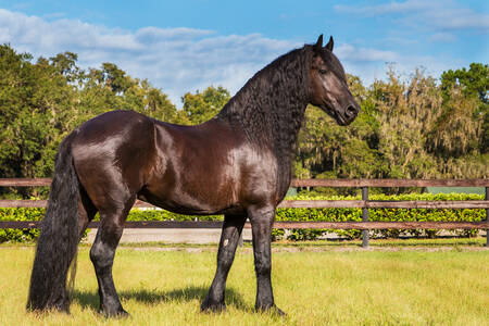 Friese paard in een weide