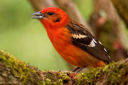 Orange tangara