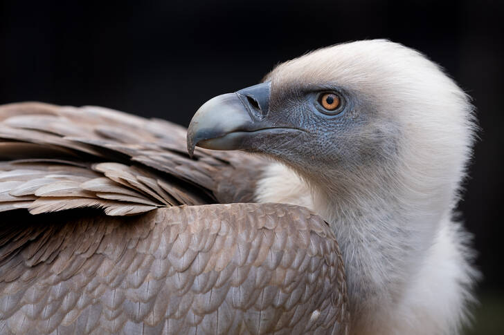 Portrait of a Griffon Vulture