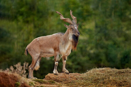 Markhor
