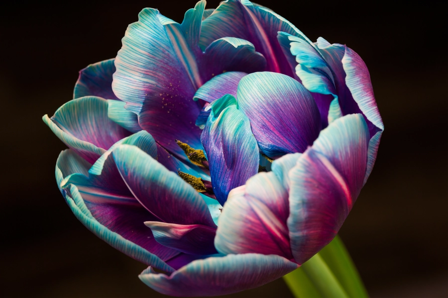 Makrofotografie fialového tulipánu