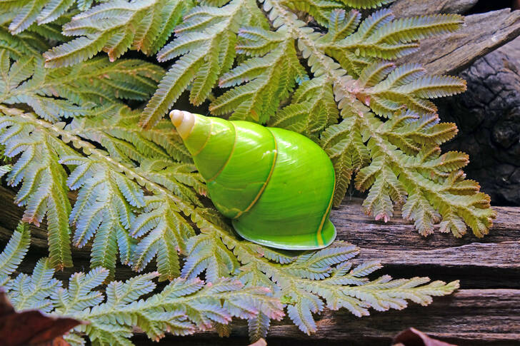 Escargot arboricole vert