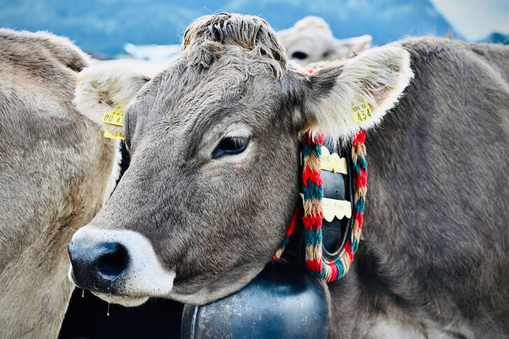Tyrolean Grey Cow