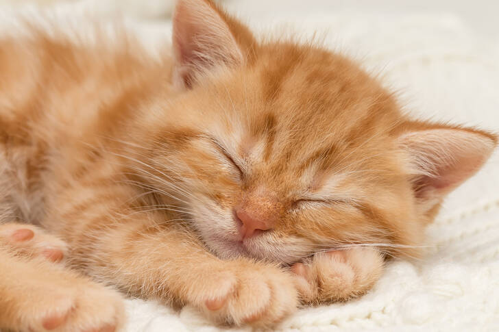 British kitten