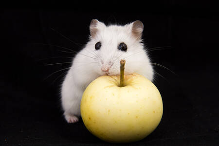 Hamster com uma maçã