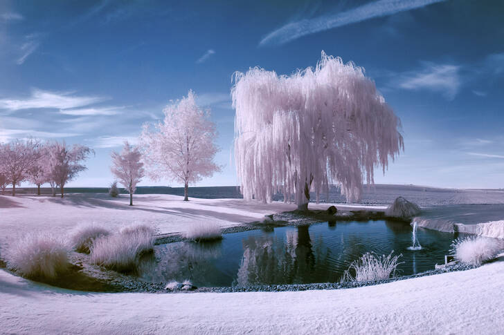Snow-covered trees by the lake