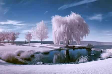 Göl kenarındaki karla kaplı ağaçlar