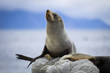 A fur seal on a rock