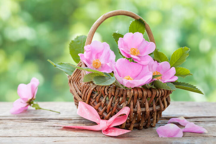 Wild roses in a wicker basket