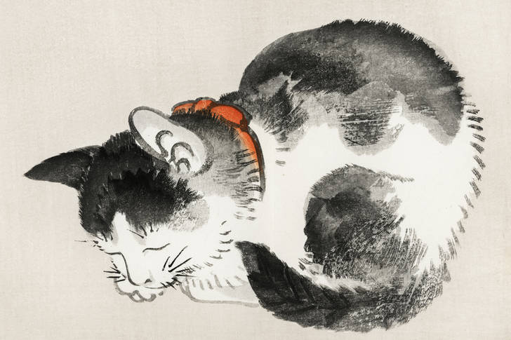 Kōno Bairei: "Sovande katt"