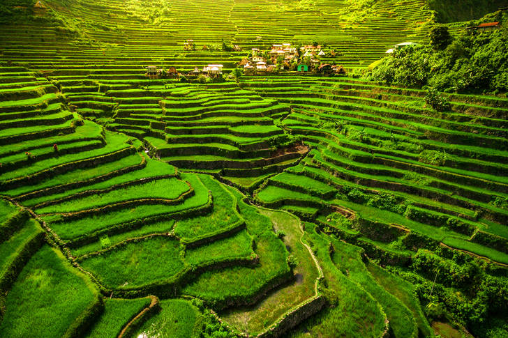 Rice terraces on the slopes of the Cordilleras