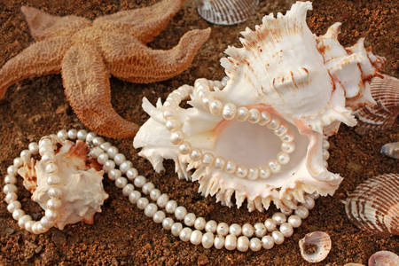 Pearl necklace on a shell
