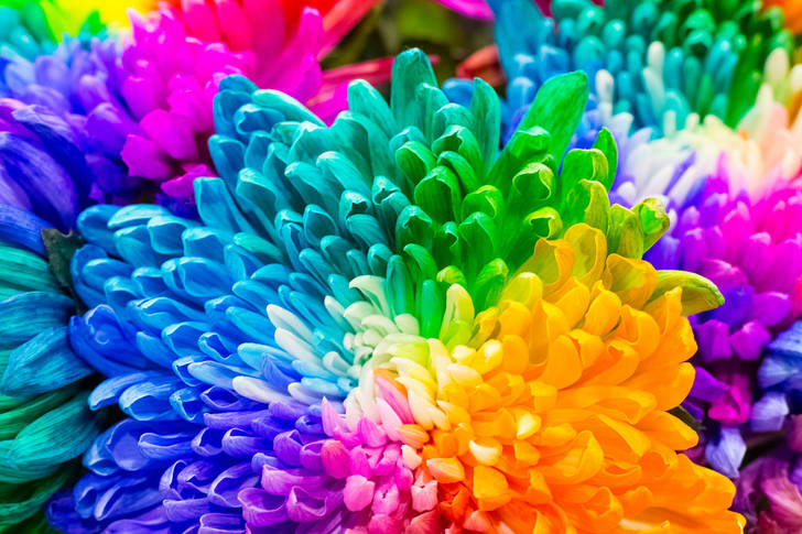 Rainbow flowers
