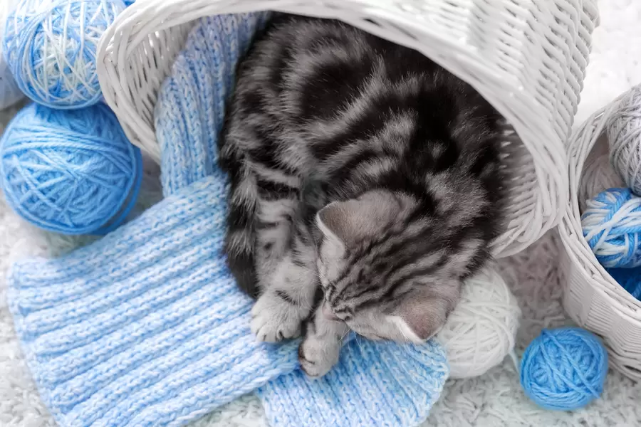 Sovende kattunge