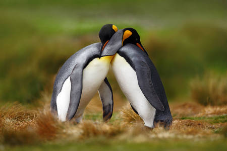 A pair of king penguins