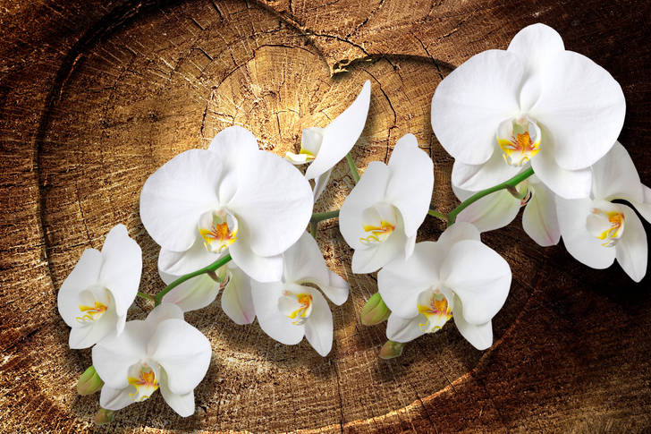 Orchidee bianche su fondo in legno