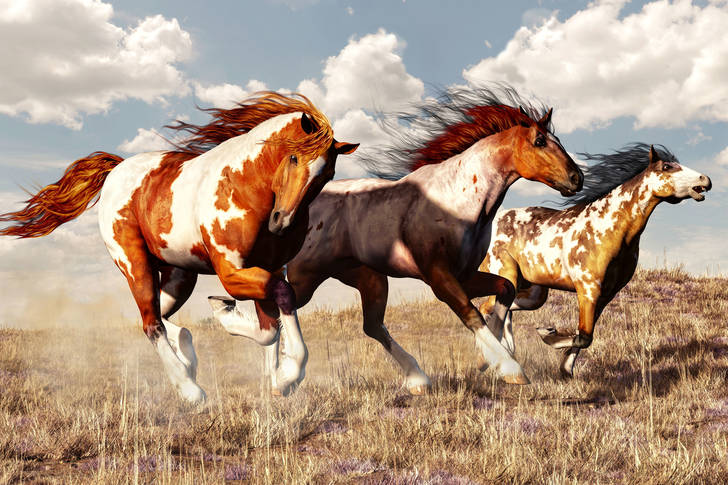 Cavalos malhados correndo pelo campo