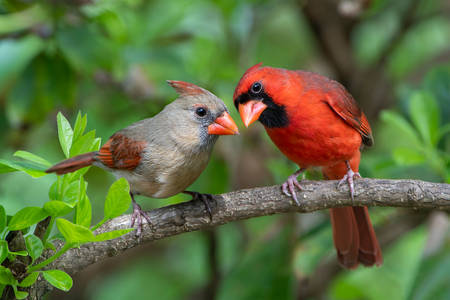 Red cardinal male and female