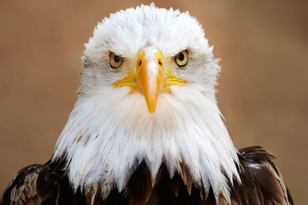 Portret łysego orła