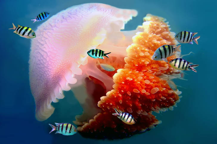Jellyfish and fish
