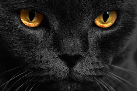 Porträtt av en svart katt