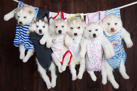 Husky puppies in baby bodysuits