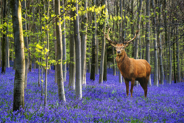 Deer in the spring forest