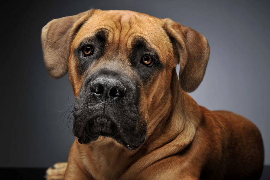 Cane-Corso