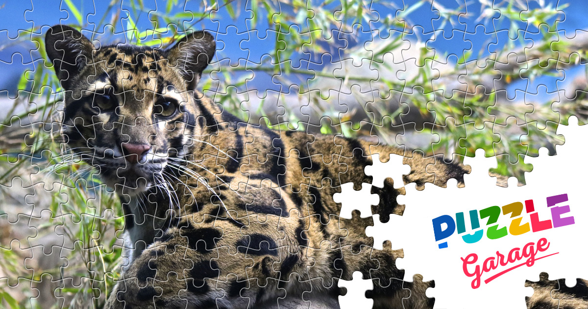シム・シメール、【THE LITTLE CLOUDED LEOPARD】 6a010535647bf3970b01bb09c15229