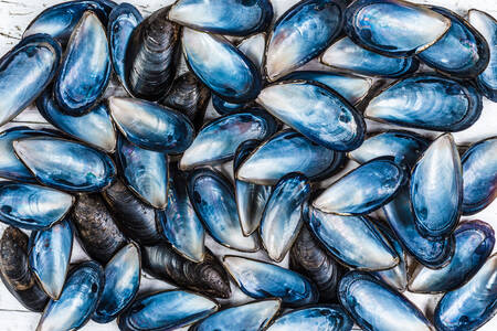 Blaue Muschelschalen