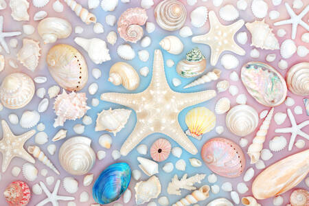 Starfish and shells