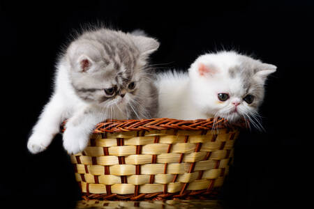 Kittens in a basket on a black background