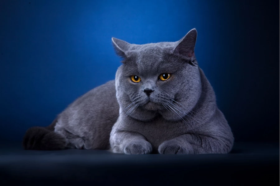 Gato británico de pelo corto