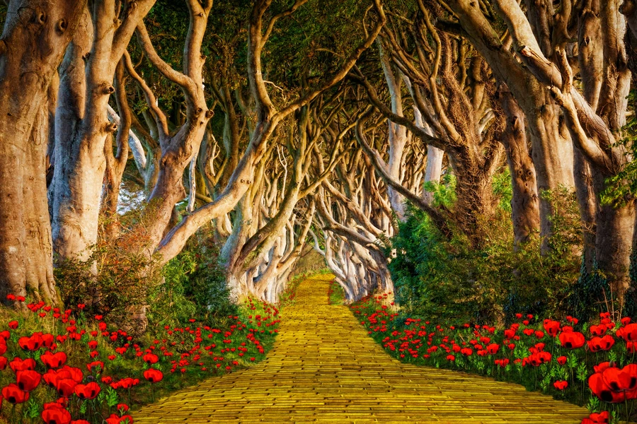 Beech Alley - Dark Hedges