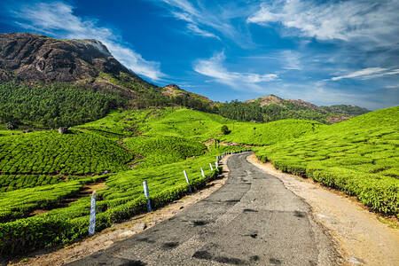 Road to green tea plantations