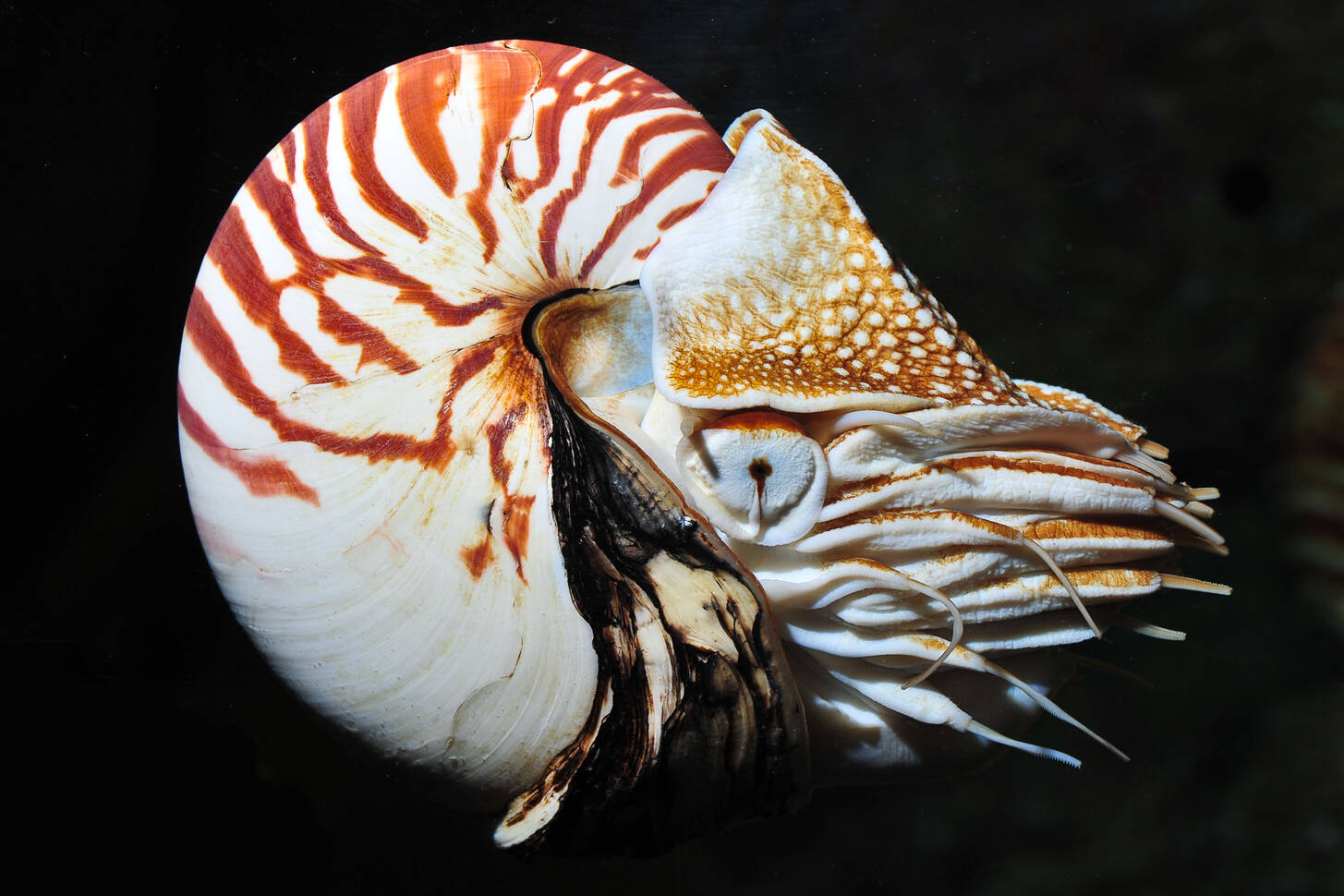 Nautilus on a black background Jigsaw Puzzle (Animals, Marine life ...