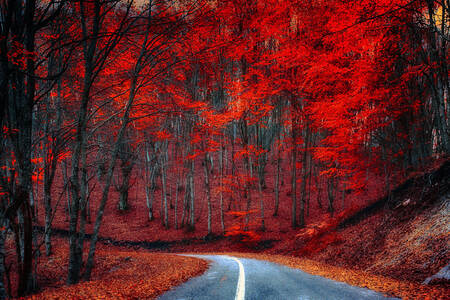 Straße im roten Wald