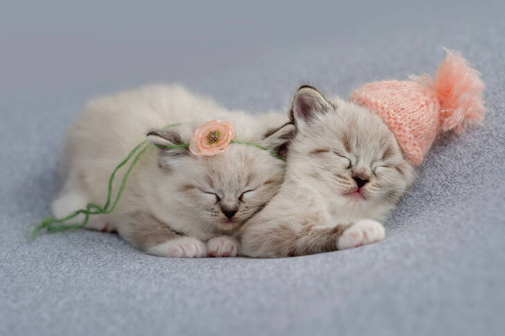 Schlafende kleine Kätzchen