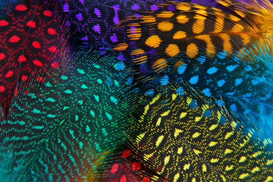 Plumes colorées