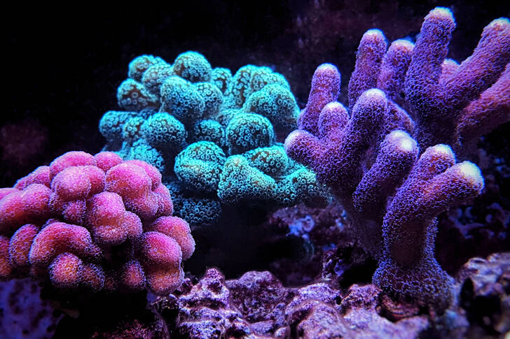 Fialové koraly