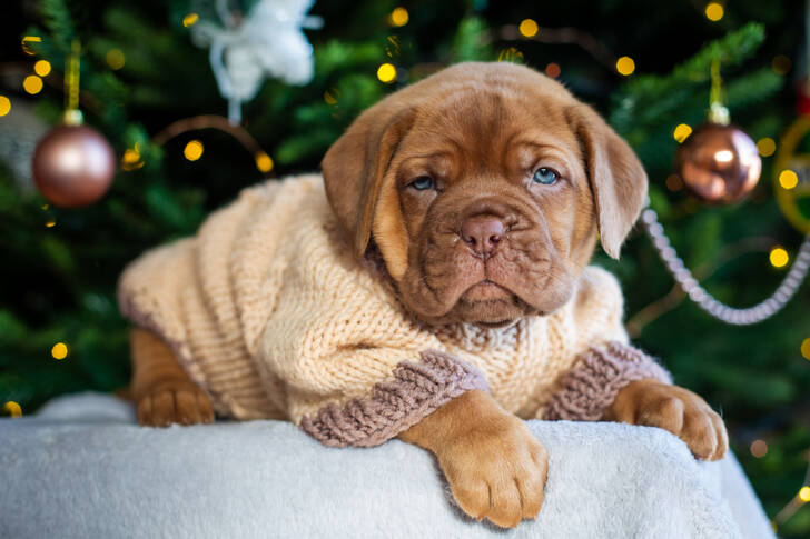Cachorro en un suéter