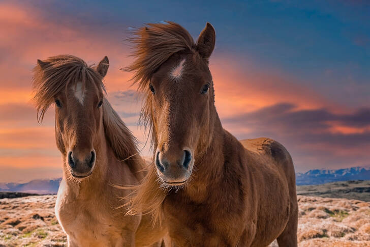 Deux chevaux islandais